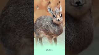 quotMeet the Tiny DikDik The Miniature Antelope with a Big Heart 🦌❤️ wildlifeinfo animals [upl. by Tia]