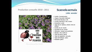 Scaevola aemula Little wonder plante annuelle [upl. by Fokos948]