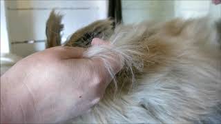 Plucking A Giant Angora Rabbit [upl. by Aynam911]