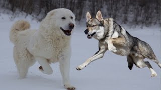 Is Maremma Sheepdog Capable to kill the wolf Deadly giant Maremma Sheepdog [upl. by Ycnahc577]