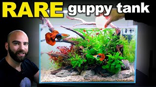 RARE Rosetail Guppy Aquarium LOW TECH HIGH IMPACT Aquascape Tutorial [upl. by Reidid]