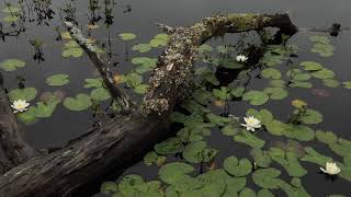 Water lilies and bogbeans [upl. by Burnie984]