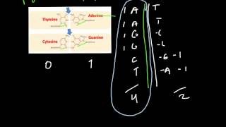 What are the Light and Heavy strands of DNA [upl. by Ellemrac]