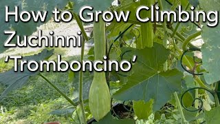 How to grow Climbing Zucchini  Tromboncino Squash [upl. by Nairrod]