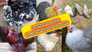 Cochin bantam chicken 6 different colors  Cochin bantam chicken breed in Pakistan  mottled Cochin [upl. by Betteann]