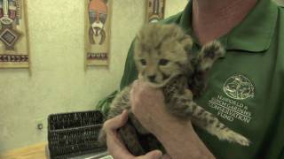 Baby cheetah cub to become part of Busch Gardens Cheetah Run attraction [upl. by Pavier]