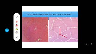 Histology Slides Series Episode 12  Accessory Organs of Digestion Liver Pancreas Gallbladder [upl. by Akiram]