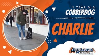 🆕 Cobberdog  Australian Cobberdog  Cobberdog Training 🆕 [upl. by Rudolf]