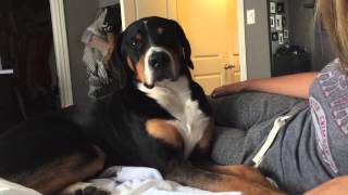 Greater Swiss Mountain Dog Cries when you stop petting him [upl. by Nnagem]