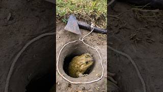 Survival Skills Simple But Very Useful with Frog trap survival fishing shortvideo [upl. by Kcirdneh]