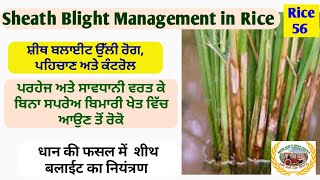 Sheath blight of Rice  ਸ਼ੀਥ ਬਲਾਈਟ ਝੋਨੇ ਦਾ ਉਲੀ ਰੋਗ ਅਤੇ ਇਲਾਜ [upl. by Llerdnam]