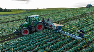 Cabbage Cutting  Fendt 516 amp harvesting conveyor belt  Herron Farms [upl. by Anomer]