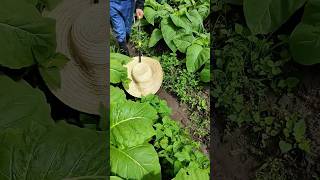 Applying herbicide for weed control process [upl. by Sukramaj]