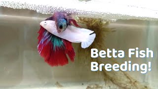 Basics of Betta fish Breeding  Easy way to Breed Your Betta fish [upl. by Adlev622]