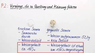 Quellung und Keimung Vorgänge die dazu führen  Biologie  Botanik [upl. by Yehc]