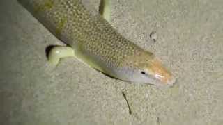 Night activity of a desert sandfish  skink [upl. by Aneema]