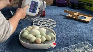 Nurture Right 360 Incubator  hatching Dutch Hookbill duck eggs [upl. by Haelahk]