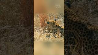 A Leopards Ambush Turns Into a Fierce Battle With Warthog Parents [upl. by Prichard]