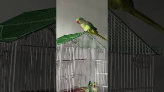 parrot birds cute parrottalking animals parroting cutebird talkingparrotscareandroutine [upl. by Tesil]