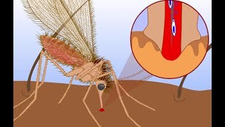 Leishmaniasis life cycle [upl. by Delaine]