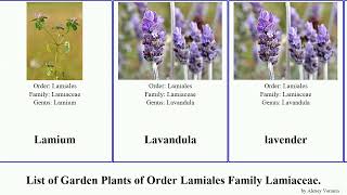 Garden Plants of Order Lamiales Family Lamiaceae [upl. by Octavus721]