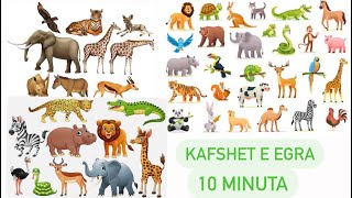 Kafshet e Egra Kafshet e Xhungles Mesojme fakte per kafshet [upl. by Idell]