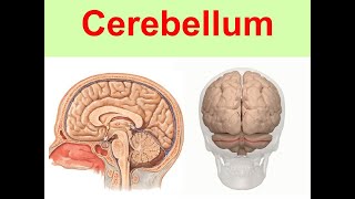 Cerebellum Yüksel Aydar [upl. by Rhodie609]