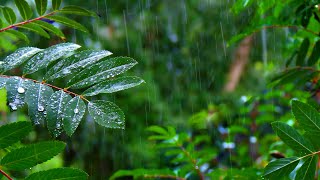 Rainforest Rain Sounds for Sleeping or Studying 🌧️ White Noise Rainstorm 10 Hours [upl. by Nedrud]