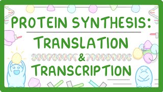 How are Proteins Made  Transcription and Translation Explained 66 [upl. by Aletha210]