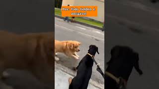 TODO CACHORRO PODE SER AGRESSIVO NÃO IMPORTA A RAÇA pets adestramento cachorros memes cães [upl. by Alusru815]