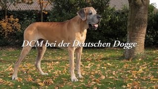 DCM bei der Deutschen Dogge [upl. by Doty380]