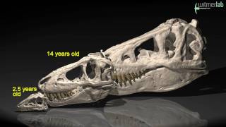 Skull growth in the Mongolian tyrannosaur Tarbosaurus [upl. by Anurb]