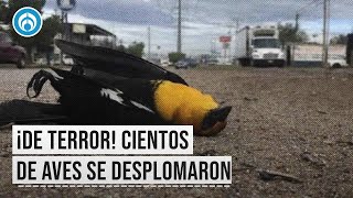 Pájaros ¿sin alambre Así es como una parvada de aves cayó al suelo [upl. by Arleen38]