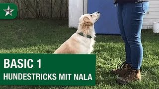 Basic 1 – Hundetricks mit Nala präsentiert von PLATINUM [upl. by Elleynod222]