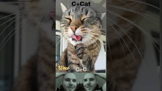 Cat cute cats [upl. by Sonahpets]