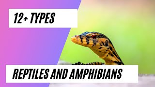 Learn about Reptiles  Reptiles Video for Kids amphibians [upl. by Tenenbaum539]