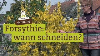 Wann schneidet man Forsythien [upl. by Yerrok]