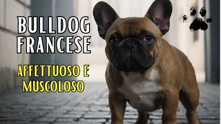 Bulldog Francese Guida Completa Caratteristiche e Consigli per il Compagno Perfetto [upl. by Idell]