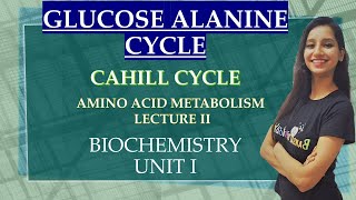 ALANINE GLUCOSE CYCLE I CAHILL CYCLE I Amino Acid Metabolism Lecture 2 I Biochemistry I Unit 1 [upl. by Anahsahs]