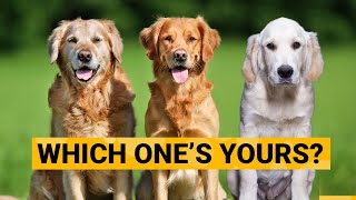 3 Types of Golden Retrievers and How to Identify Them [upl. by Hakeber629]