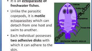 Parasitism in Crustacea [upl. by Macario]