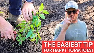 Tomatoes Love This ONE SIMPLE TRICK [upl. by Polly]