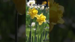 Primavera FRESCA🌼Sonido de PÁJAROS e INSECTOS🐦Sonido Ambiental de la NATURALEZA Relajante [upl. by Kruse]