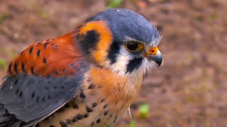 Falconry Kestrel Success Secrets Part 2 [upl. by Assiral]