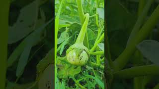 Solanum macrocarponplants nature foryou shorts [upl. by Gaiser]