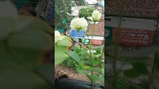 flowering seasonfloweringplants flowers flowergarden flower plants shorts short shortvideo [upl. by Collier]