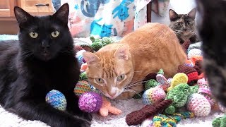 10 Funny Cat Clips That Will Make You Laugh  Cole and Marmalade [upl. by Ibocaj]