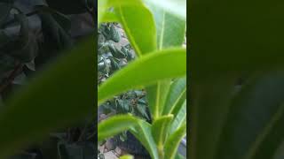 Black Sapote Tree Blossoming [upl. by Hoopen278]