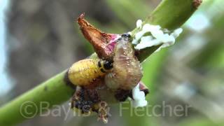 Yellow Orchid beetles Malaysia 20150109171435m2ts [upl. by Noslien883]