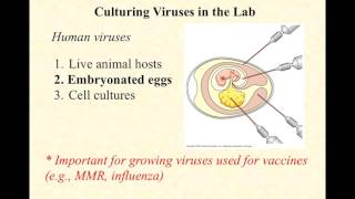 BIO2020 Episode 048 cultivating viruses [upl. by Celene]